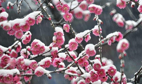 梅花常见病害与防治