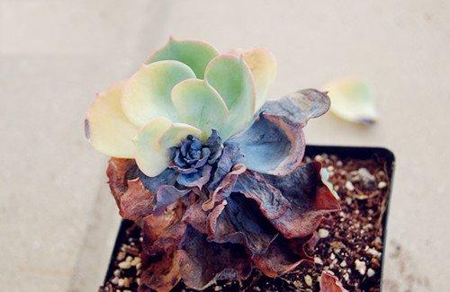 多肉植物腐烂病