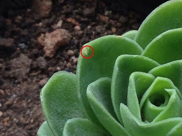 多肉植物生理性病害