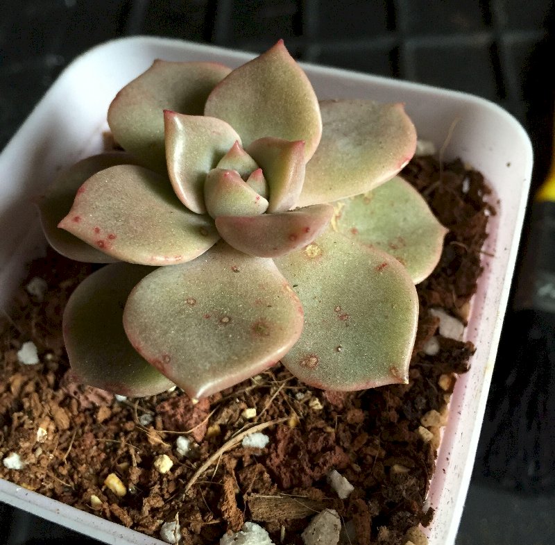 多肉植物炭疽病