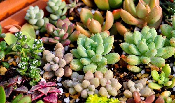 多肉植物常见病害及防治办法大全