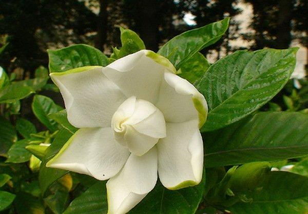 栀子花腐烂病