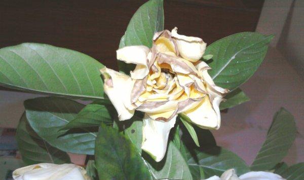栀子花常见病害及防治办法
