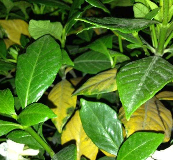 栀子花煤烟病