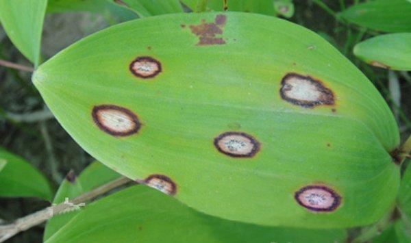 玉竹的病虫害防治方法大全 玉竹的病虫害防治方法大全