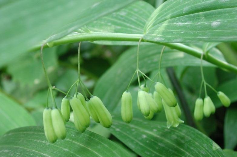 玉竹紫轮病 玉竹紫轮病