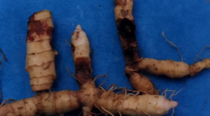 玉竹根腐病 玉竹根腐病