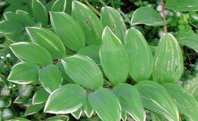 玉竹叶斑病 玉竹叶斑病