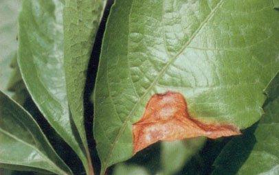 爬山虎叶斑病