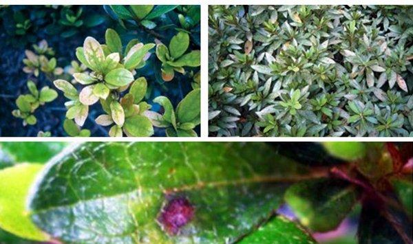杜鹃花病害及防治办法