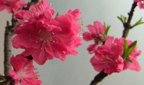桃花的病害防治