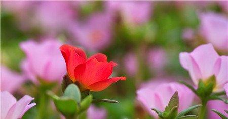 半枝莲什么时候开花 半枝莲什么时候开花