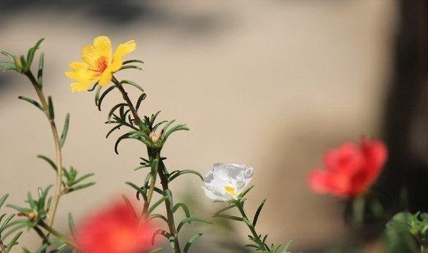 半枝莲什么时候播种和开花