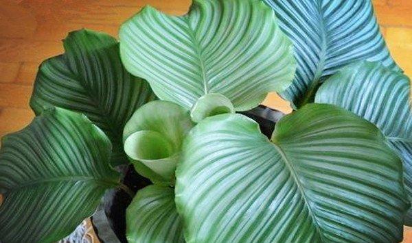 圆叶竹芋的病害防治