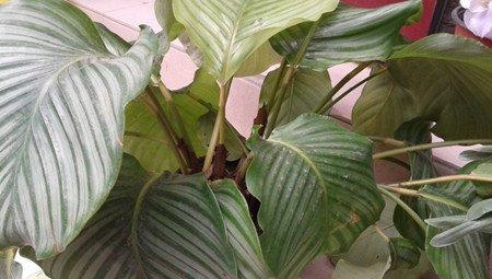 圆叶竹芋枯萎发黄