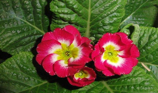报春花病害防治