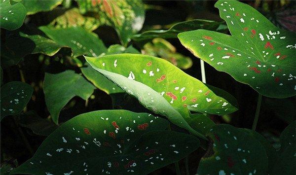 五彩芋（彩叶芋）病害防治方法