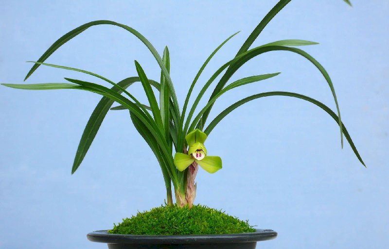 春兰霉菌病 春兰霉菌病