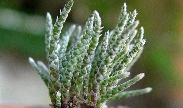 白花韧锦病虫害及防治方法