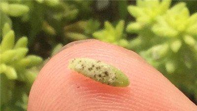 黄金万年草病害：煤烟病