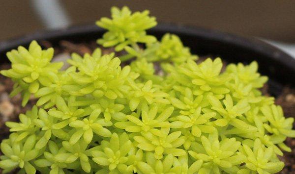 黄金万年草常见病害及防治方法