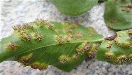 白晶菊锈病 白晶菊锈病