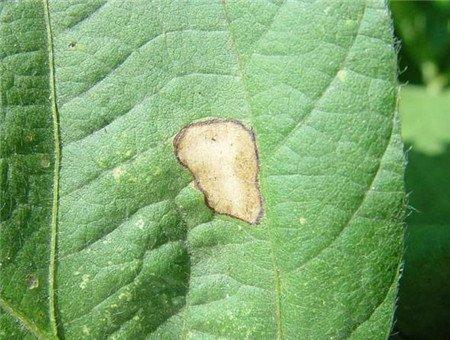 白晶菊叶斑病 白晶菊叶斑病