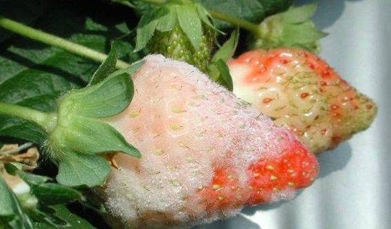 白粉病