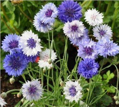 矢车菊曲缩病 矢车菊曲缩病