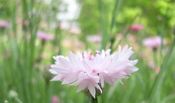 矢车菊病虫害防治 矢车菊病虫害防治