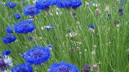 矢车菊霜霉病 矢车菊霜霉病