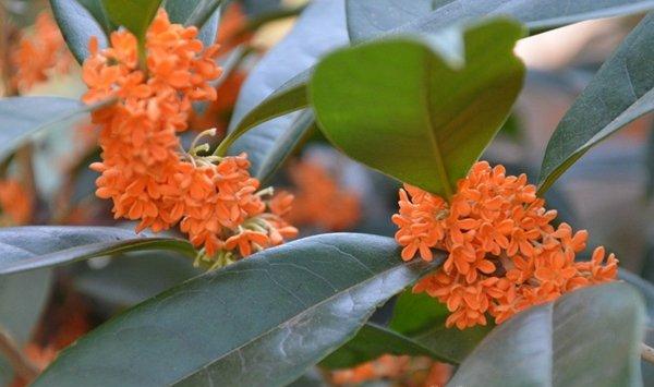桂花常见的病害