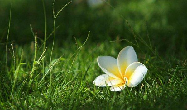 鸡蛋花病虫害防治方法