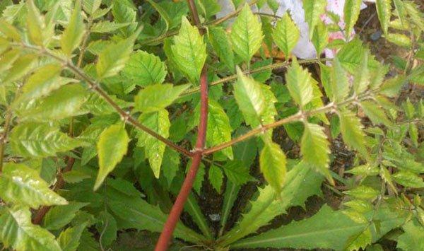 凌霄花常见病害及防治方法