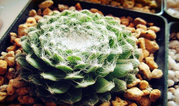 蛛丝卷绢的病虫害及防治方法