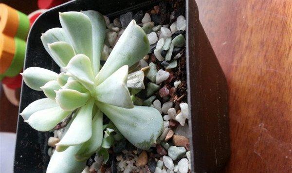 特玉莲常见病害及防治方法