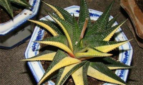 琉璃殿常见病害及防治方法