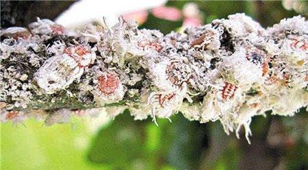 绿之铃病害:吹绵蚧 绿之铃病害:吹绵蚧