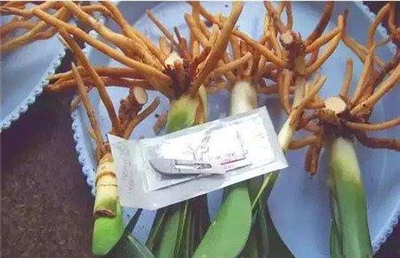 进行分株 进行分株