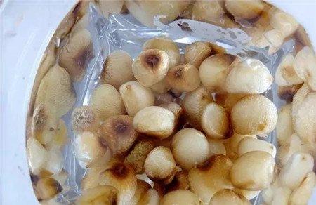 种子处理 种子处理