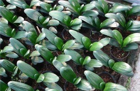 植株长成 植株长成