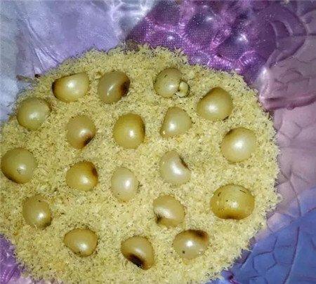 种子育芽 种子育芽