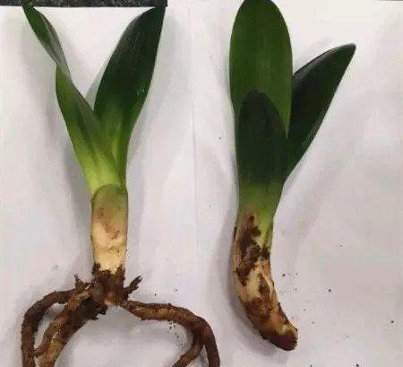 重新栽种 重新栽种
