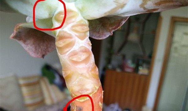 卡梅奥常见病虫害及防治方法
