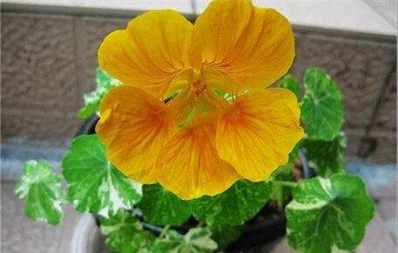 旱金莲常见病害:花叶病 旱金莲常见病害:花叶病