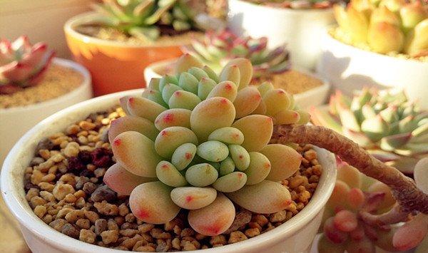 凝脂莲的病虫害及防治方法