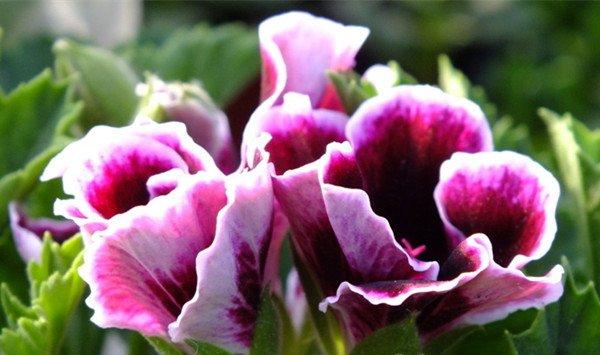 凤仙花常见病害及防治方法