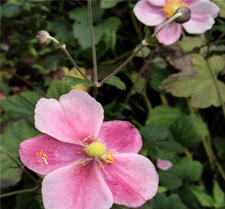 打破碗花常见病虫害及防治方法 打破碗花常见病虫害及防治方法
