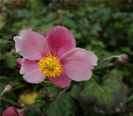 打破碗花常见病虫害及防治方法 打破碗花常见病虫害及防治方法