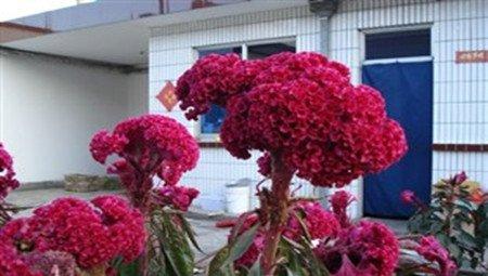 立枯病 立枯病